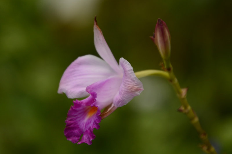 Im Botanischen Garten